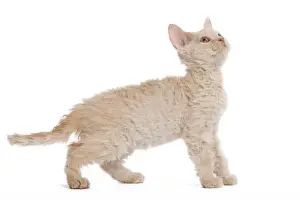 Cat - Selkirk Red kitten in studio looking up