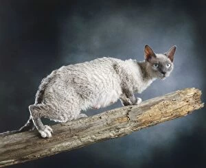 Images Dated 12th April 2005: Cat - Selkirk rex on Branch