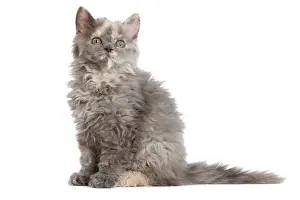Cat - Selkirk Rex kitten in studio