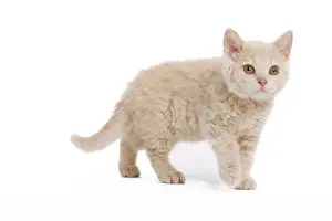 Cat - Selkirk Rex kitten in studio