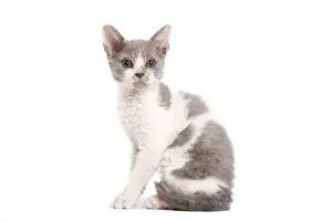 Cat - Selkirk Rex kitten in studio