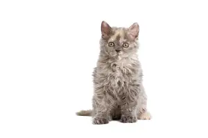 Cat - Selkirk Rex kitten in studio