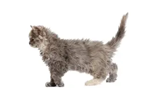 Cat - Selkirk Rex kitten in studio