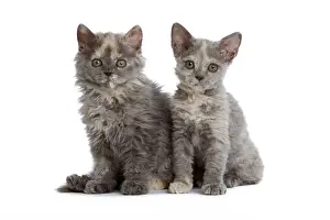 Cat - Selkirk Rex kittens in studio