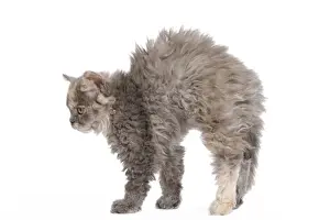 Stretching Prints: Cat - Selkirk Rex kittens in studio - arching back, stretching