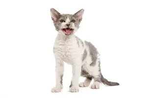 Cat - Selkirk Rex kittens in studio - miaowing