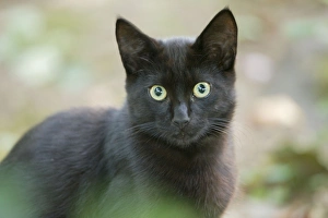 Images Dated 23rd August 2009: Cat - semi-feral - Oregon - USA