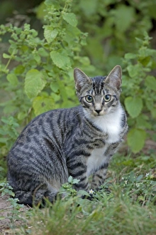 Images Dated 23rd August 2009: Cat - semi-feral - Oregon - USA