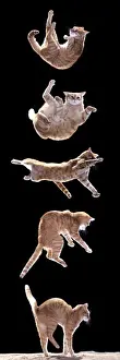 Agility Prints: Cat Sequence of falling cat