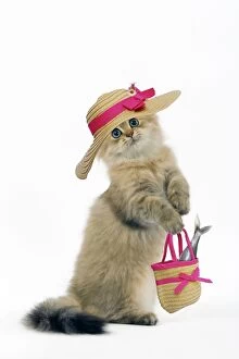 Cats Collection: Cat - Shaded Golden Perisan on hind legs, wearing hat & carrying handbag with Fish