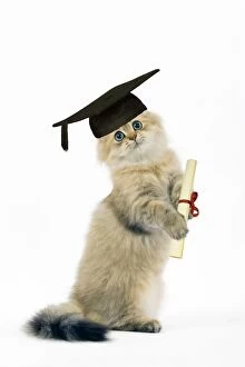Images Dated 24th October 2006: Cat - Shaded Golden Perisan on hind legs - in mortarboard and carrying scroll - captionable