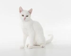 Cat short haired white cat sitting