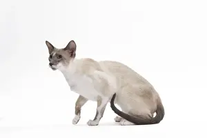 Cat - Siamese - Blue point & white - 8 months old in studio