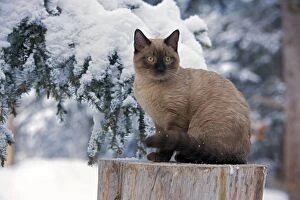Images Dated 9th December 2007: Cat - Siamese chocolate point Kitten sitting outside