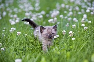 Images Dated 30th July 2007: Cat - Siamese cross Kitten walking in a field of clover
