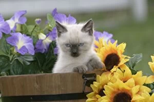Barrel Gallery: Cat - Siamese Kitten in barrel with flowers
