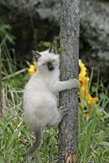 Posts Gallery: Cat - Siamese Kitten climbing fencepost
