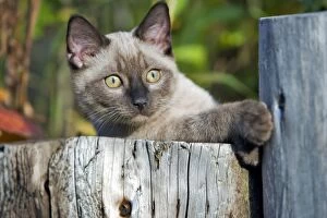 Cat - Siamese Kitten laying on log in garden