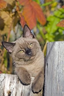 Cat - Siamese Kitten lying on log in garden, portrait