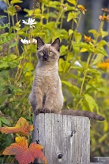 Cat - Siamese Kitten sitting in garden, autumn colors
