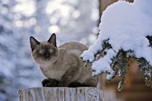 Images Dated 9th December 2007: Cat - Siamese Kitten sitting outside in winter