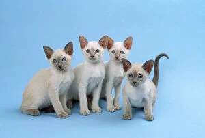 Animals Gallery: Cat - Siamese kittens