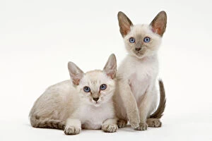 Images Dated 9th May 2006: Cat - Siamese - two kittens in studio