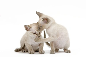 Images Dated 9th May 2006: Cat - Siamese - two kittens in studio grooming each other