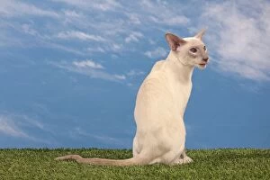 Cat - Siamese Lilac Point