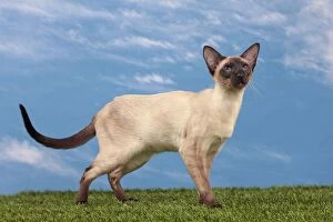 Cat - Siamese Seal Point