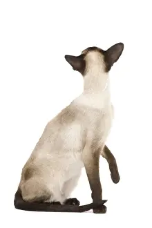 Cat - Siamese in studio - seal point colouring