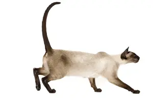 Cat - Siamese in studio - seal point colouring