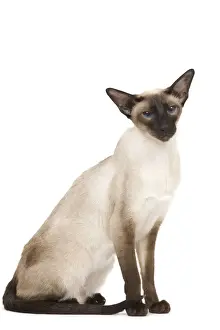 Cat - Siamese in studio - seal point colouring