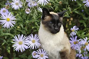 Balinese Prints: CAT. Siamese x Balinese Seal Point