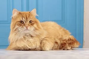 Cat - Siberian