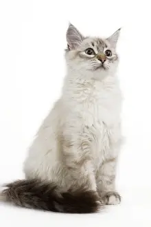 Cat - Siberian