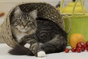 Cats Gallery: Cat - Siberian - 7 months old. in basket