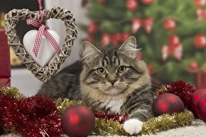 Cat - Siberian - 7 months old. Christmas decorations