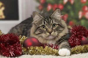 Cats Gallery: Cat - Siberian - 7 months old. Christmas decorations
