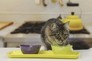 Cat - Siberian - 7 months old. eating