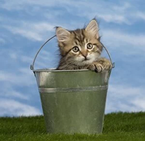 Bucket Gallery: Cat - Siberian - 8 week old kitten - in metal bucket