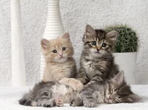 Cats Gallery: Cat Siberian 8 week old kittens