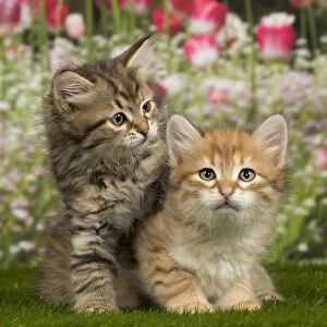 Cats Gallery: Cat - Siberian - 8 week old kittens