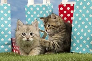 Cat - Siberian - 8 week old kittens with party bags