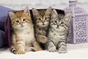 Images Dated 7th February 2014: Cat - Siberian - 8 week old kittens - playing with basket