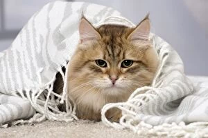 Cat Siberian under a blanket