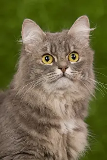 Cat - Siberian Blue Mackerel Tabby