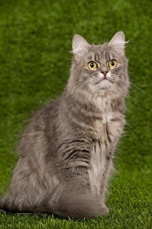 Images Dated 27th September 2009: Cat - Siberian Blue Mackerel Tabby