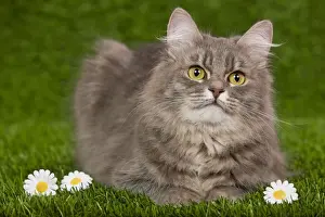 Siberians Prints: Cat - Siberian Blue Mackerel Tabby - sitting down on grass amongst flowers