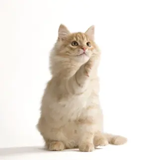 Cat - Siberian Cat